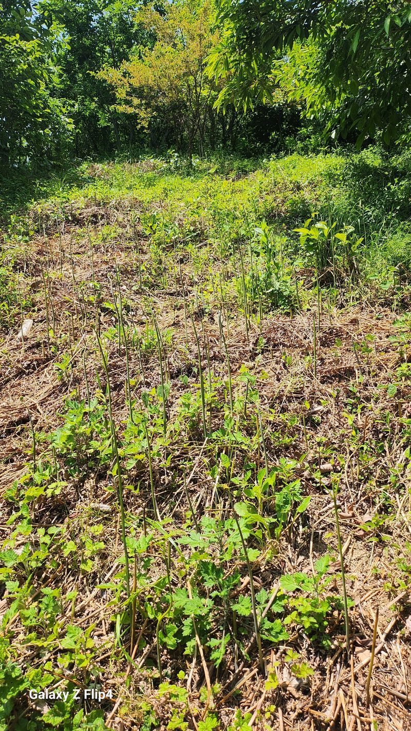 장종식님의 장터 판매 상품 [자연산건고사리 100g ] 첨부 사진
