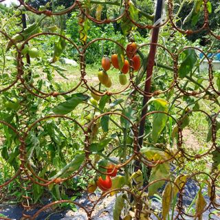 소병찬님의 토마토 · 일상 작성글 사진