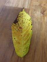 팜모닝 팜모닝 병해충 연구회·병해충상담 게시글 이미지