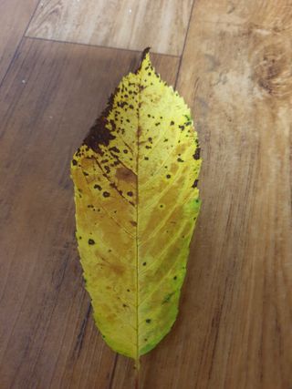 권영만님의 팜모닝 병해충 연구회 · 병해충상담 작성글 사진