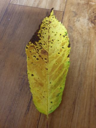 권영만님의 팜모닝 병해충 연구회 · 병해충상담 작성글 사진