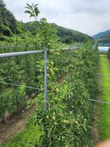 팜모닝 사과·비료•농약 게시글 이미지