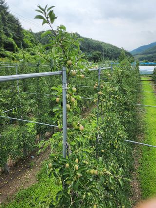 임태록(슬송아농원)님의 사과 · 비료•농약 작성글 사진