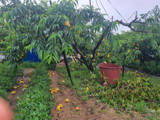 안기철님의 복숭아 · 자유게시판 작성글 사진