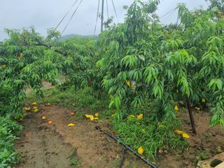 안기철님의 복숭아 · 자유게시판 작성글 사진