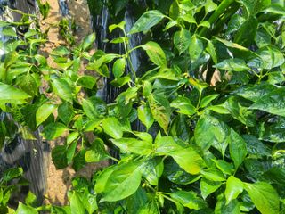 농막쥔님의 고추 · 병해충상담 작성글 사진