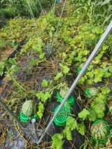 팜모닝 토마토·자연재해•동물피해 게시글 이미지