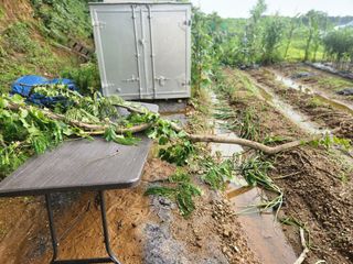 친절한금자씨님의 토마토 · 자연재해•동물피해 작성글 사진