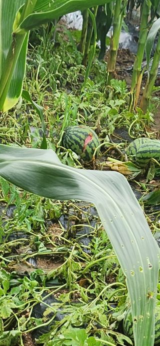 친절한금자씨님의 토마토 · 자연재해•동물피해 작성글 사진