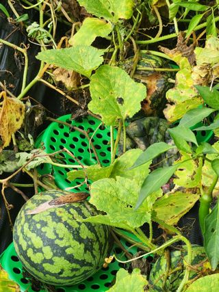 친절한금자씨님의 토마토 · 자연재해•동물피해 작성글 사진