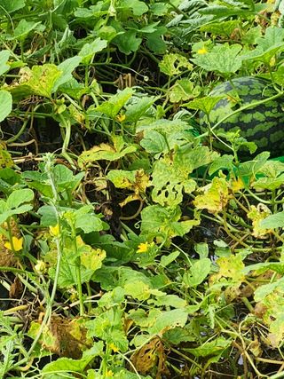 친절한금자씨님의 토마토 · 자연재해•동물피해 작성글 사진