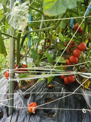 친절한금자씨님의 토마토 · 자연재해•동물피해 작성글 사진