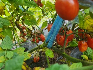 친절한금자씨님의 토마토 · 자연재해•동물피해 작성글 사진