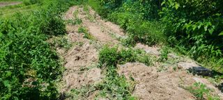 정희조님의 고구마 · 자유게시판 작성글 사진