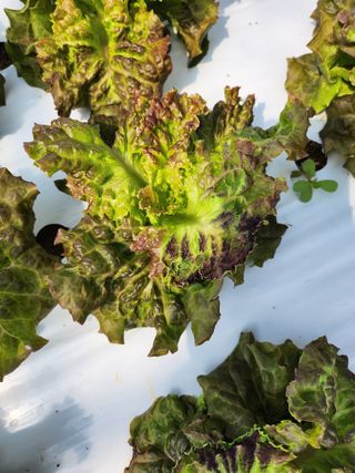 매실3398님의 상추 · 병해충상담 작성글 사진