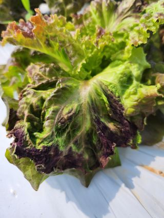 매실3398님의 상추 · 병해충상담 작성글 사진