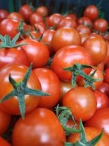 팜모닝 토마토·수확 게시글 이미지