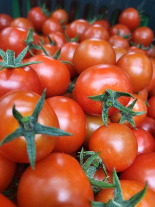 방울토마토1님의 토마토 · 수확 작성글 사진