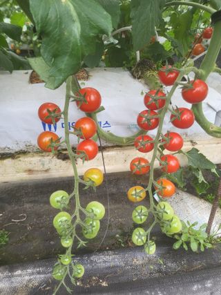 방울토마토1님의 토마토 · 수확 작성글 사진