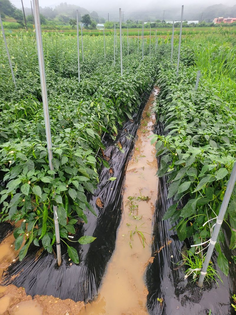 장터 상품 [청량고추 1kg ] 썸네일