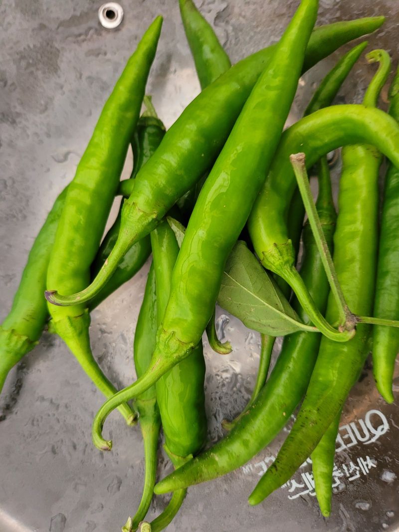 알 수 없음님의 장터 판매 상품 [청량고추 1kg ] 첨부 사진