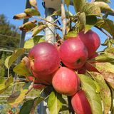 팜모닝 사과·비료•농약 게시글 이미지