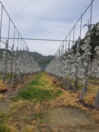 임태록(슬송아농원)님의 사과 · 비료•농약 작성글 사진
