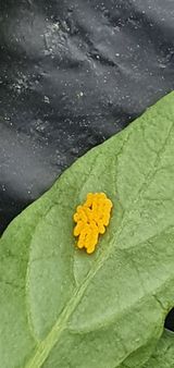 팜모닝 고추·병해충상담 게시글 이미지