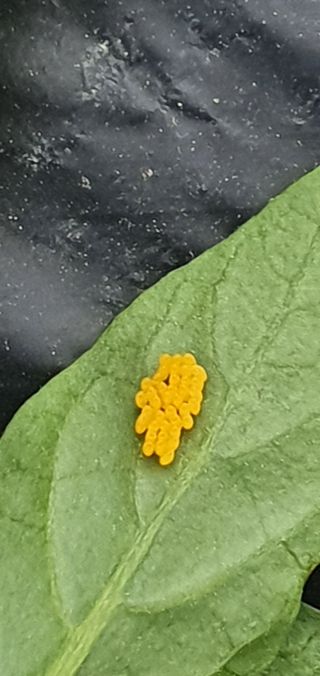 홍정옥님의 고추 · 병해충상담 작성글 사진