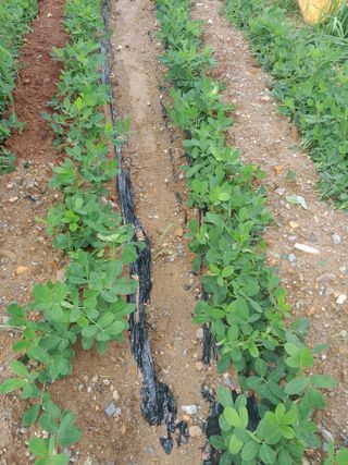 정상훈님의 콩 · 자유게시판 작성글 사진