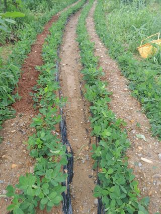 정상훈님의 콩 · 자유게시판 작성글 사진