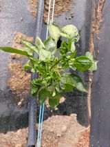 팜모닝 고추·병해충상담 게시글 이미지