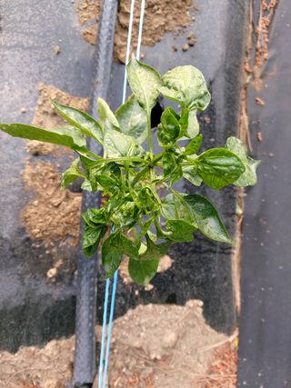 지식영농인님의 고추 · 병해충상담 작성글 사진