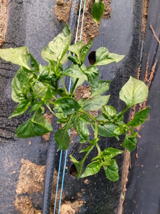 지식영농인님의 고추 · 병해충상담 작성글 사진