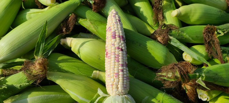 장터 상품 [강원도 흑찰(얼룩이)옥수수(판매완료)] 썸네일