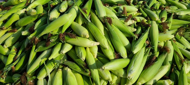 평창산들농장님의 장터 판매 상품 [강원도 흑찰(얼룩이)옥수수(판매완료)] 첨부 사진