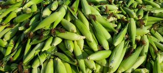 평창산들농장님의 작성글 사진