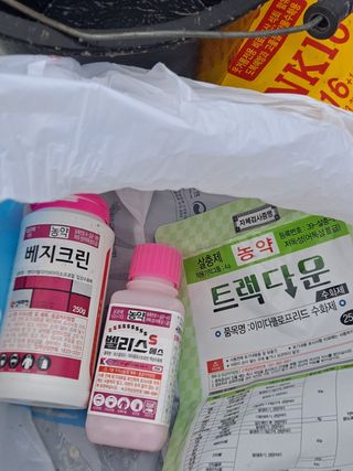 은화주농원맥반석포도님의 포도 · 영농일지 작성글 사진