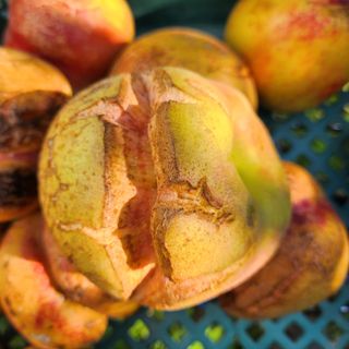 의성춘산~짱이요님의 복숭아 · 병해충상담 작성글 사진