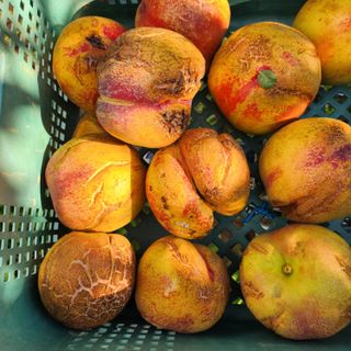 의성춘산~짱이요님의 복숭아 · 병해충상담 작성글 사진