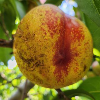 의성춘산~짱이요님의 복숭아 · 병해충상담 작성글 사진