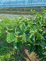 팜모닝 자유주제·자유게시판 게시글 이미지