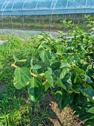 쭈니팜 님의 자유주제 · 자유게시판 작성글 사진