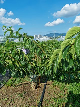 쭈니팜 님의 자유주제 · 자유게시판 작성글 사진