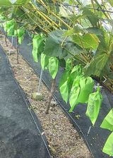 팜모닝 포도·영농일지 게시글 이미지