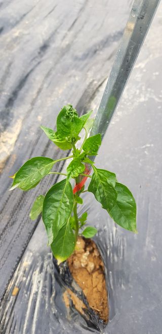 광양세풍님의 기타작물 · 병해충상담 작성글 사진