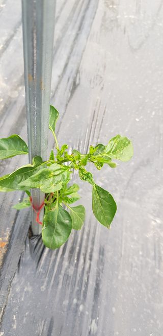 광양세풍님의 기타작물 · 병해충상담 작성글 사진