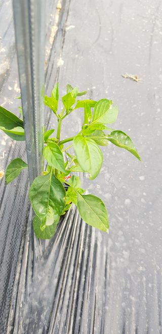 광양세풍님의 기타작물 · 병해충상담 작성글 사진