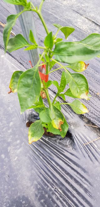 광양세풍님의 기타작물 · 병해충상담 작성글 사진