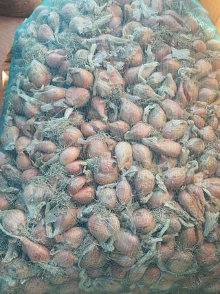 엘림농장님의 장터이야기 · 자유게시판 작성글 사진